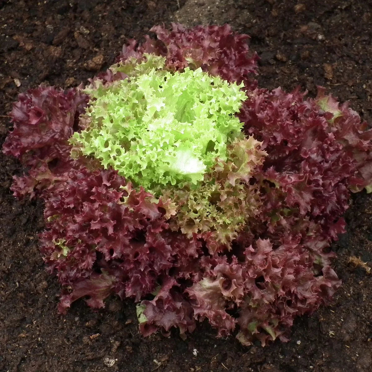 Lolla Rossa Lettuce Leaves, Frilled Red-Green Salad Greens