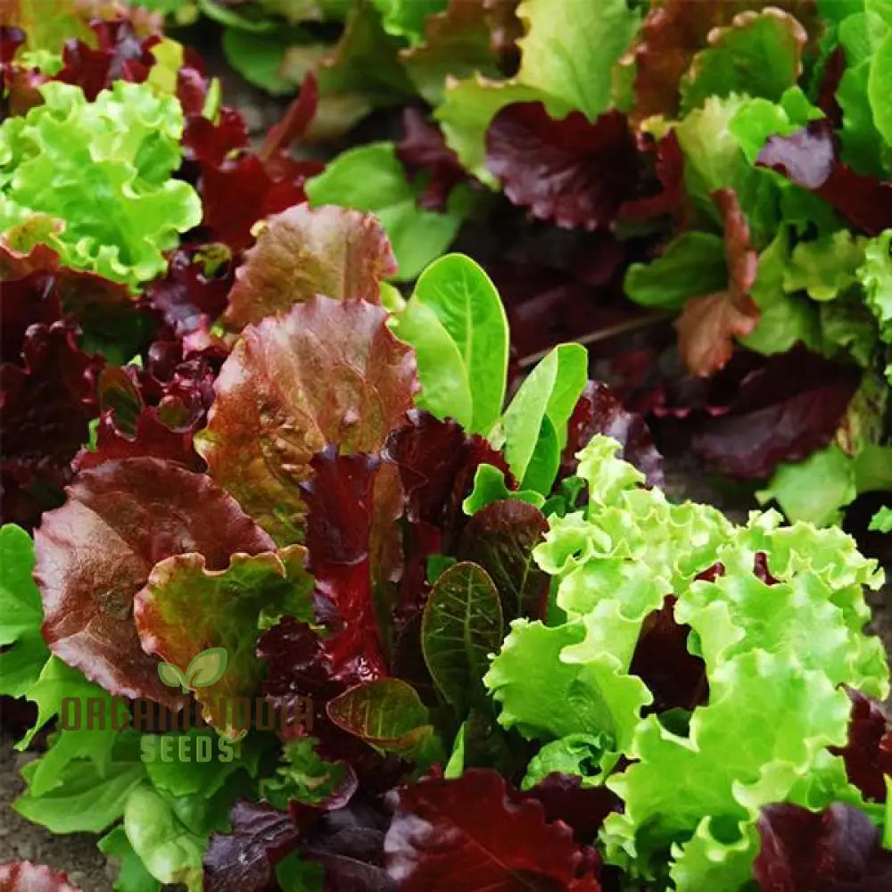 Mixed Baby Leaf Lettuce Seeds for Home Garden, Premium Salad Greens Seeds