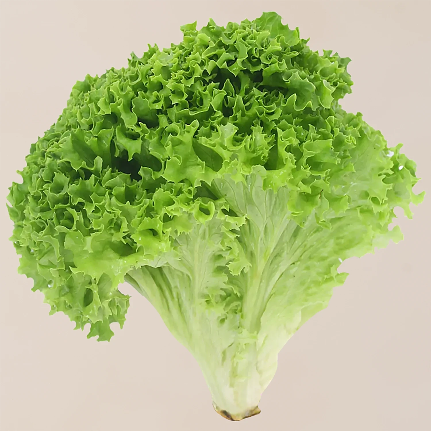 Lettuce Seedlings Growing from Butterhead Summer Crisp Seeds, Fresh Salad Greens