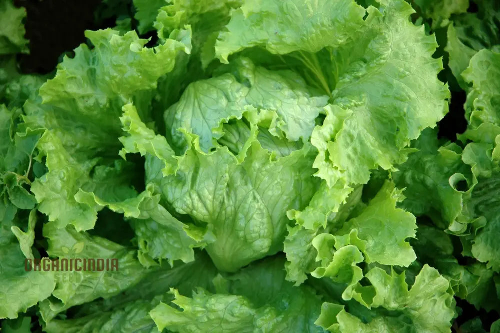 Harvested Webbs Wonderful Lettuce Heads from Garden Seeds