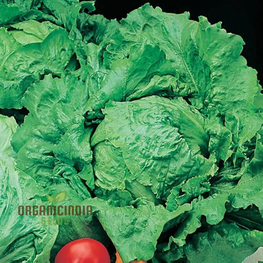 Webbs Wonderful Lettuce Plant in Garden Bed