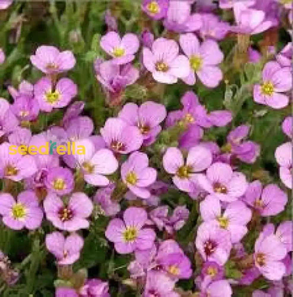 Light Pink Rock Cress Seeds for Easy-to-Grow Perennial Flower Garden