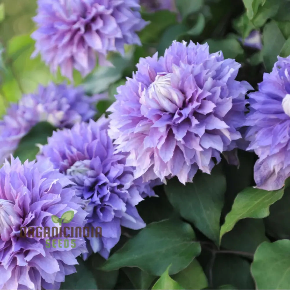 Light Purple Clematis Creeper Flower Seeds Stunning Blooms Easy To Grow Ideal For Trellises And