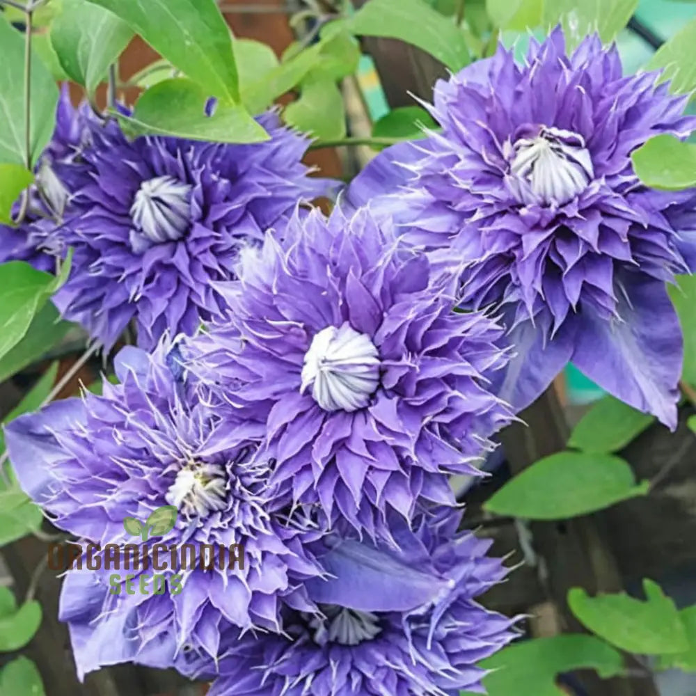 Light Purple Clematis Creeper Flower Seeds Stunning Blooms Easy To Grow Ideal For Trellises And