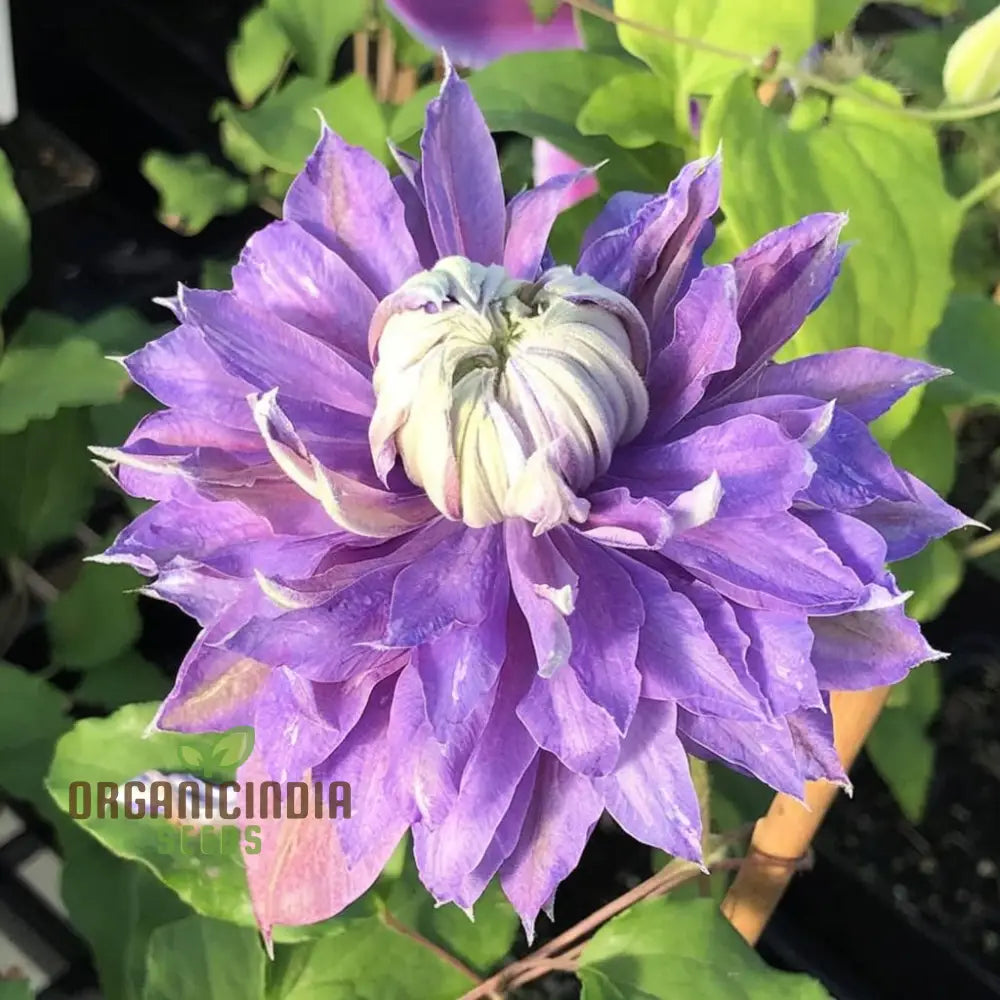 Light Purple Clematis Creeper Flower Seeds Stunning Blooms Easy To Grow Ideal For Trellises And