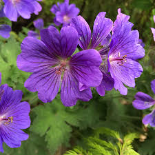 Light Violet Climbing Geranium Seeds for Vertical Garden Blooms