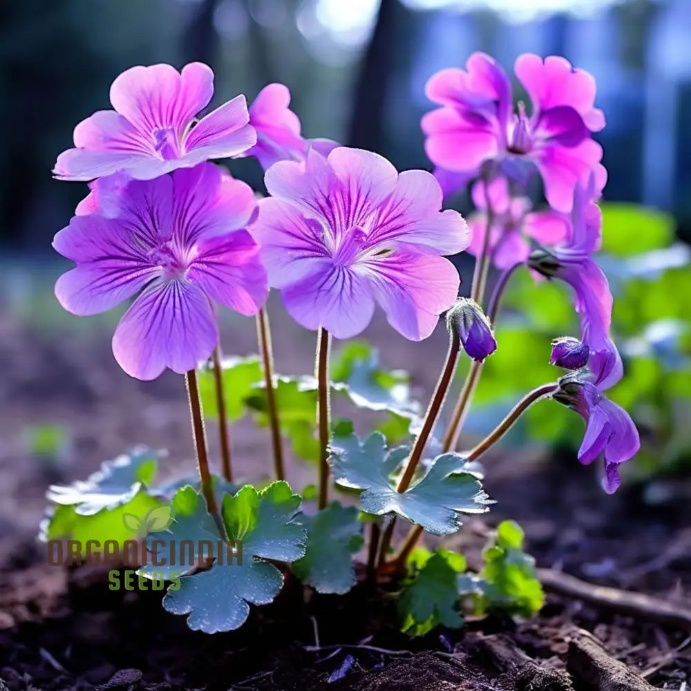 Light Violet Geranium Seeds Climbing Variety for Garden Displays
