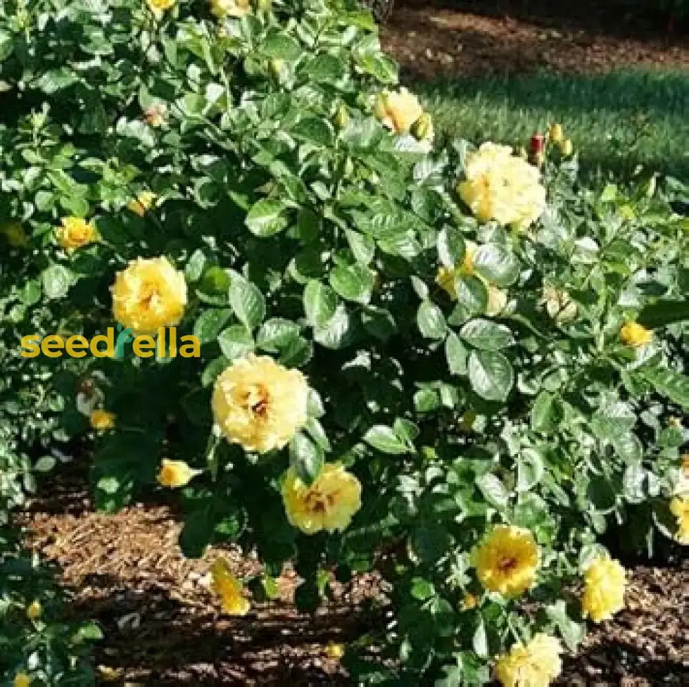 Light Yellow Climbing Rose Seeds for Garden Planting