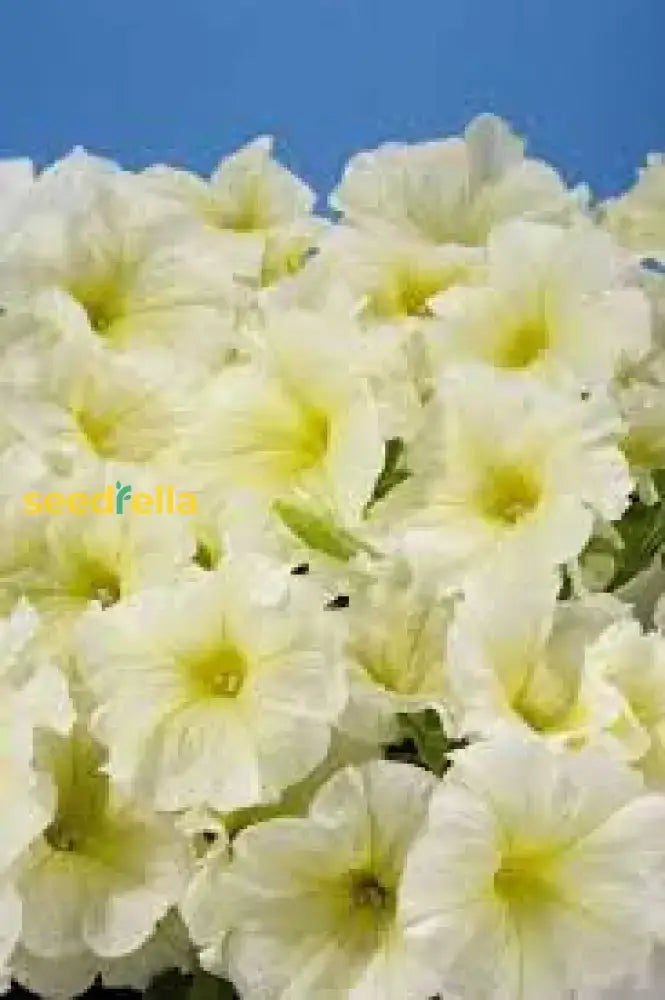 Light Yellow Petunia Seeds For Planting Annual Blooms Flower