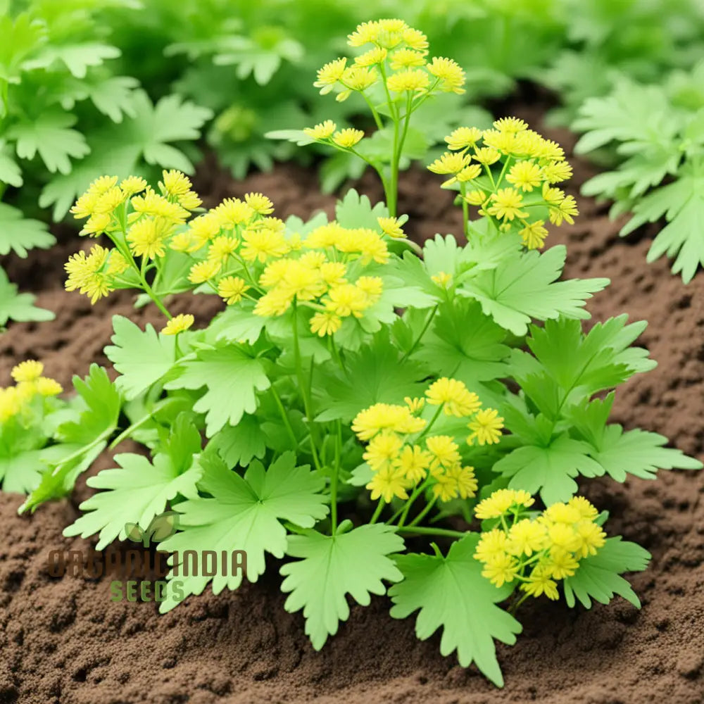 Light Green Lovage Seeds for Container Gardening and Kitchen Herbs