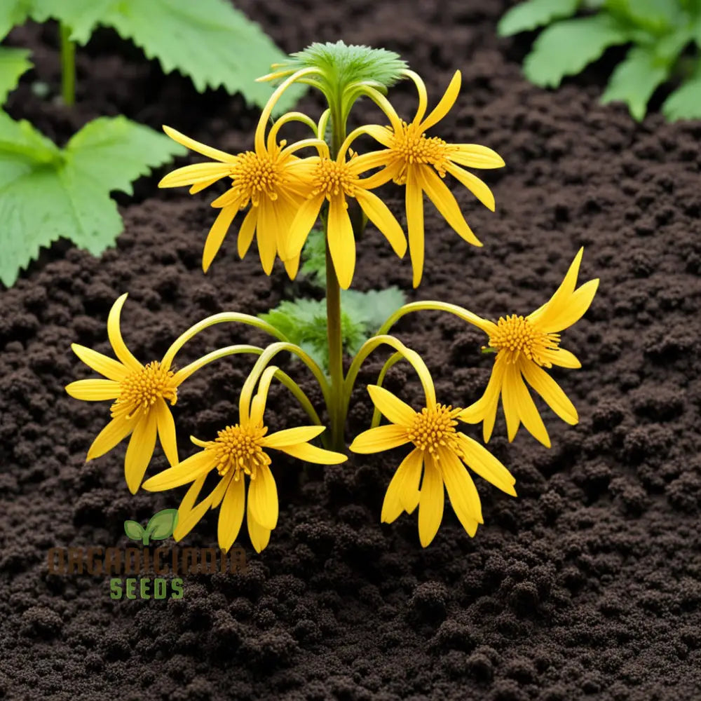 Ligularia Flower Seeds for Bold Yellow Blooms and Shade Garden Planting