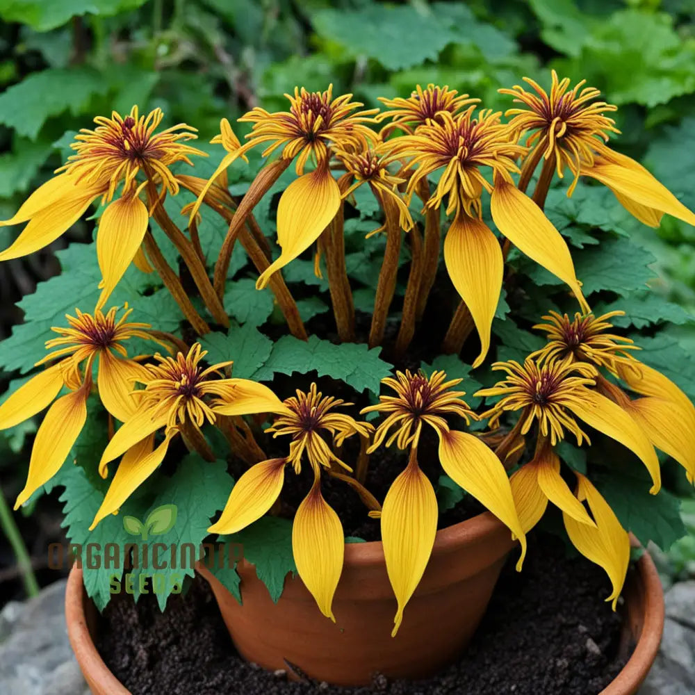 Perennial Ligularia Flower Seeds for Vibrant Shade Gardens