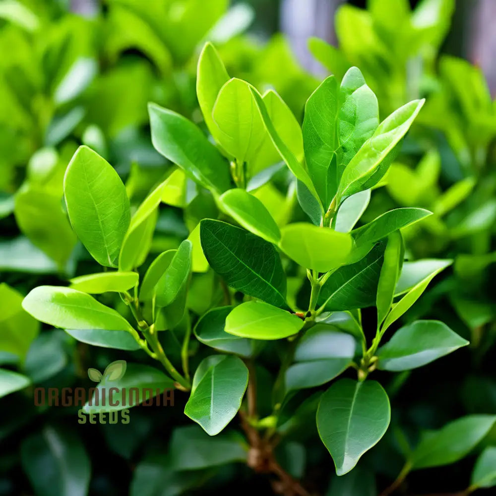Fast-Growing Ligustrum Seeds for Garden Landscaping and Hedge Formation