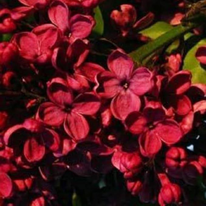 Mature Red Lilac Tree or Shrub from Seeds