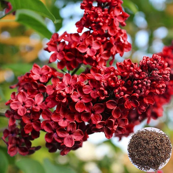 Red Lilac Flowers Attracting Pollinators from Seeds