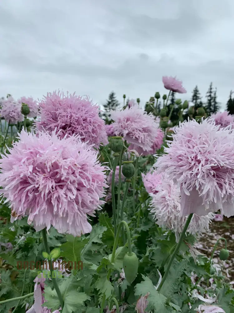 Lilac Pompom Poppy Flower Seeds For Vibrant Garden Blooms High-Quality Gardening Stunning Flowers