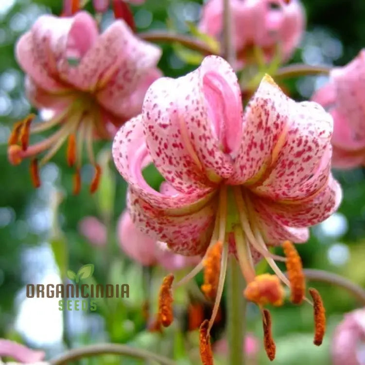 Lilium Martagon Pink seeds for planting Turk’s Cap lilies