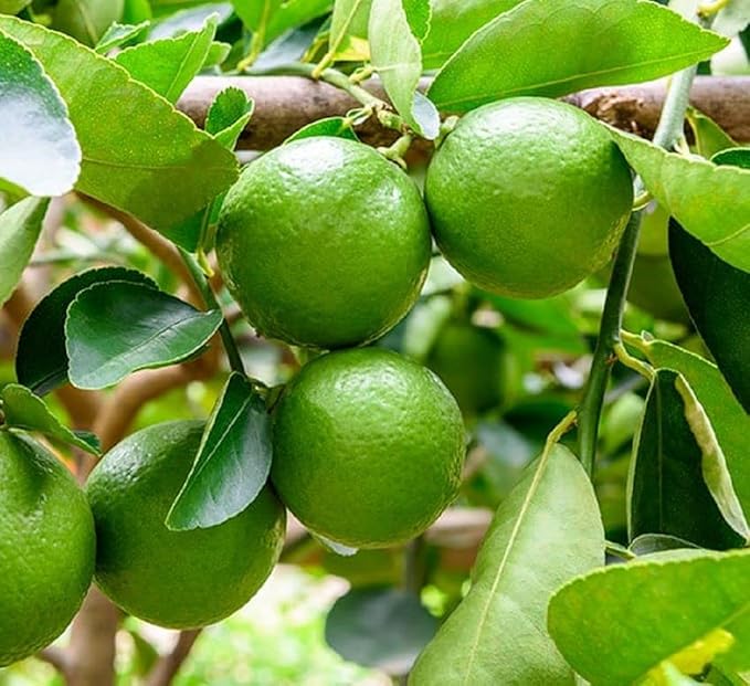 Lime plant grown from Citrus aurantifolia seeds