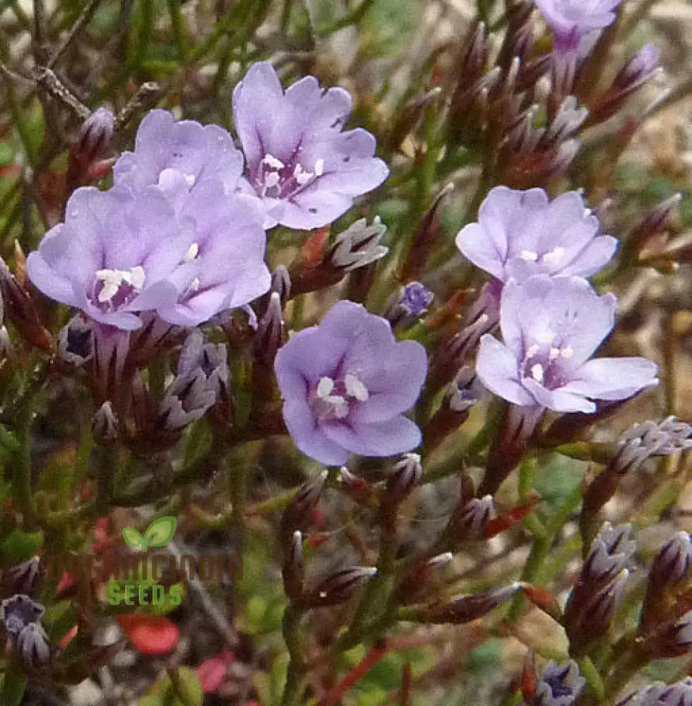 Limonium Minutum seedlings growing in outdoor garden