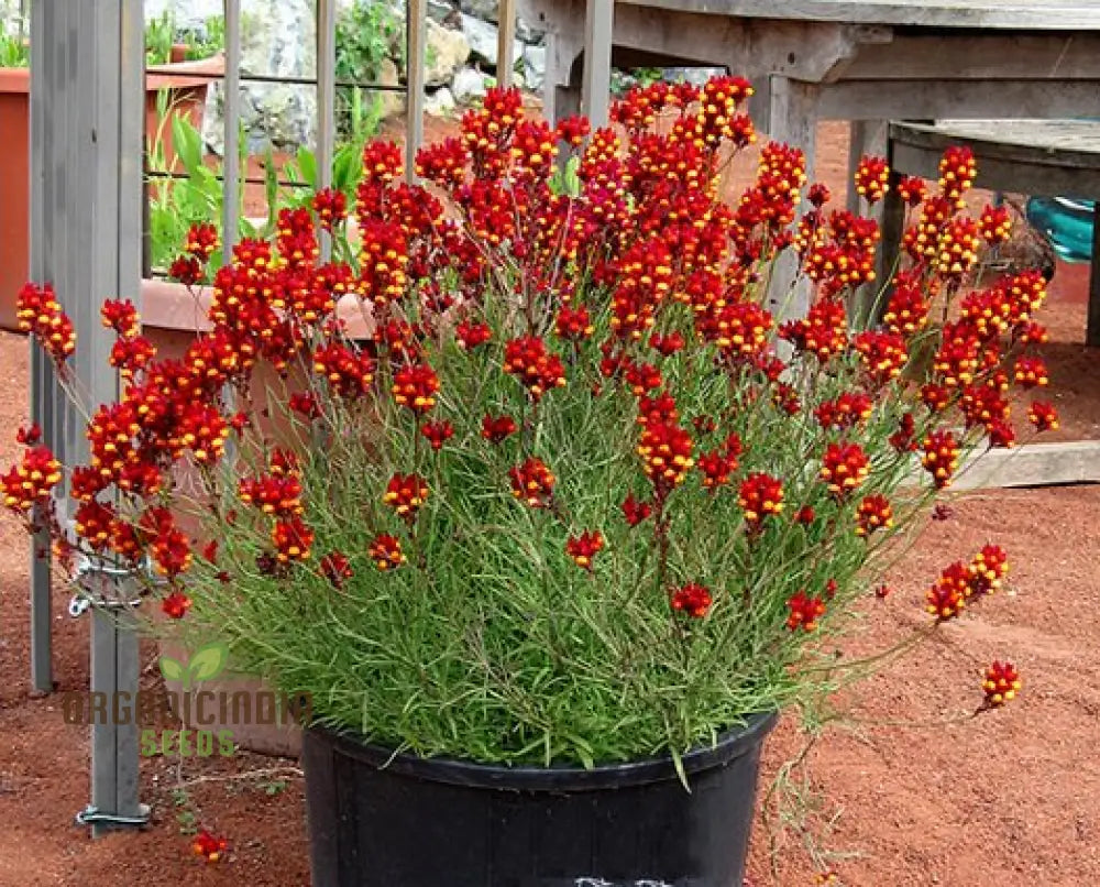 Linaria Spanish Dancer Flower Seeds Brighten Your Garden With Colorful Blooms Using Expert Seed