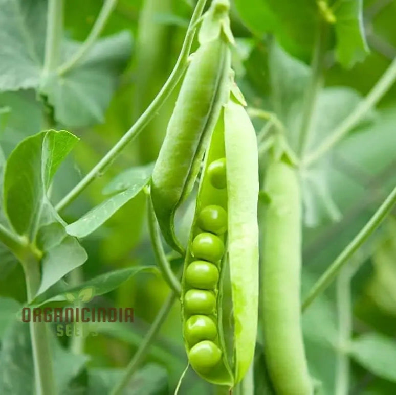 Lincoln Pea Seeds for Home Garden, Heirloom Organic Non-GMO Seeds