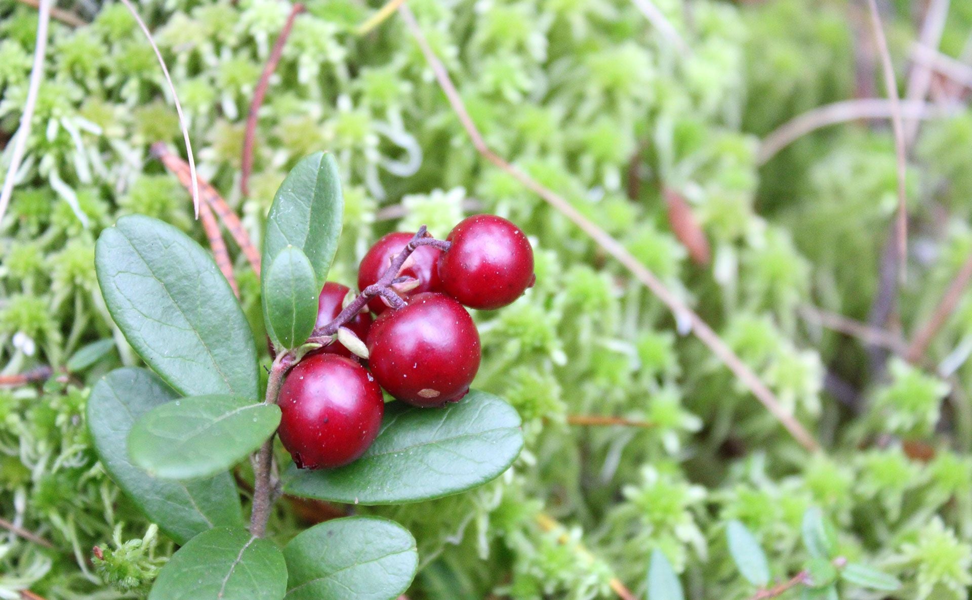 Non-GMO Lingonberry ground cover plant with green leaves