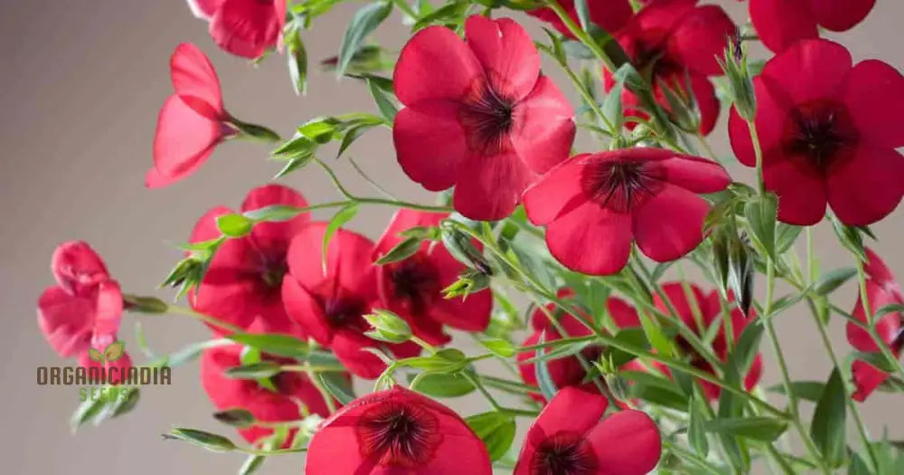 Linum Red Seeds - Vibrant Garden Bloom Easy To Grow Long-Lasting Floral Beauty For Your