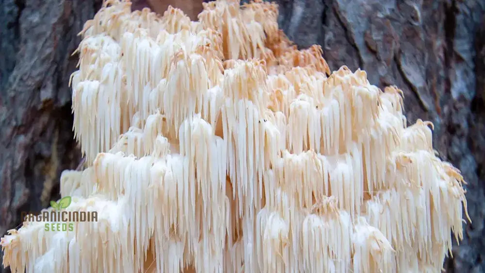 Freshly Harvested Lion's Mane Mushrooms from Kit, Flavorful Exotic Edible Fungi