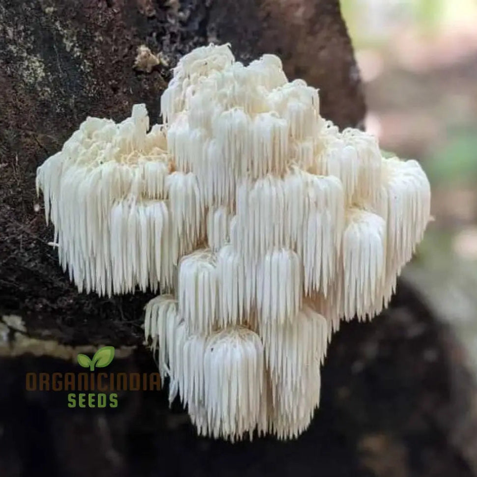 Lionâ€™s Mane Mushroom Seeds Grow Kit Cultivate Exotic Edible Fungi At Home With All-In-One