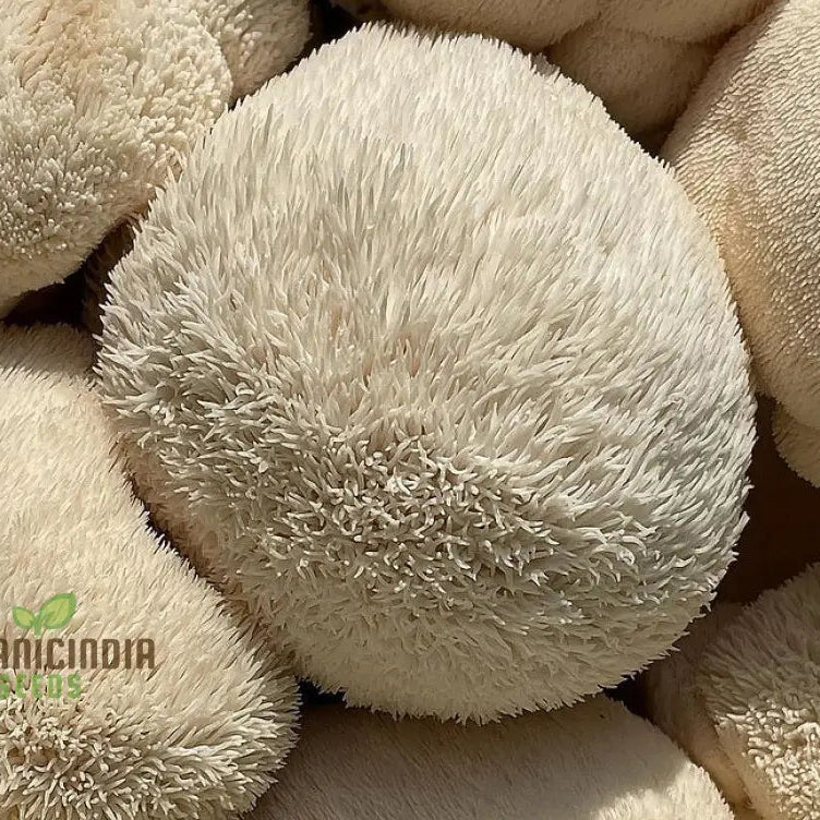 Lionâ€™s Mane Mushroom Seeds Grow Kit Cultivate Exotic Edible Fungi At Home With All-In-One