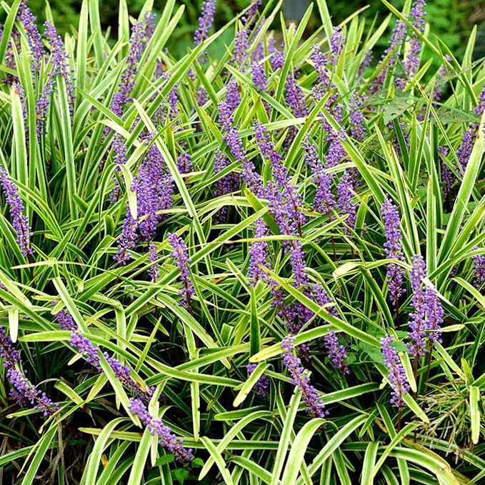Liriope Muscari Grass Seeds for Planting and Landscape Design