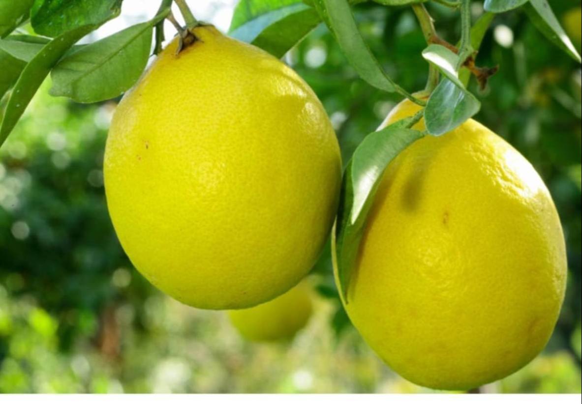 Fresh Lisbon Lemons Grown from Organic Lemon Seeds