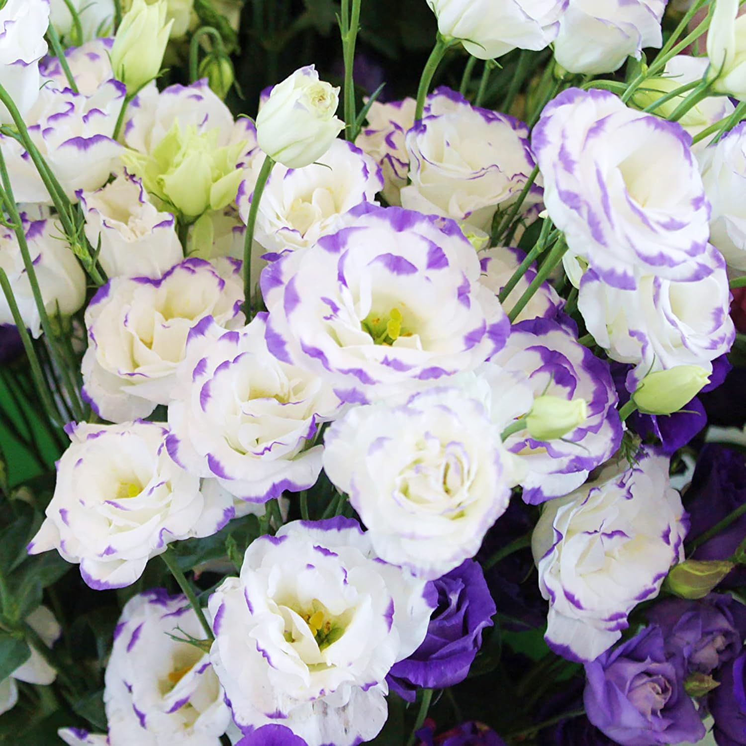 Lisianthus Eustoma Prairie Gentian Seeds for Planting