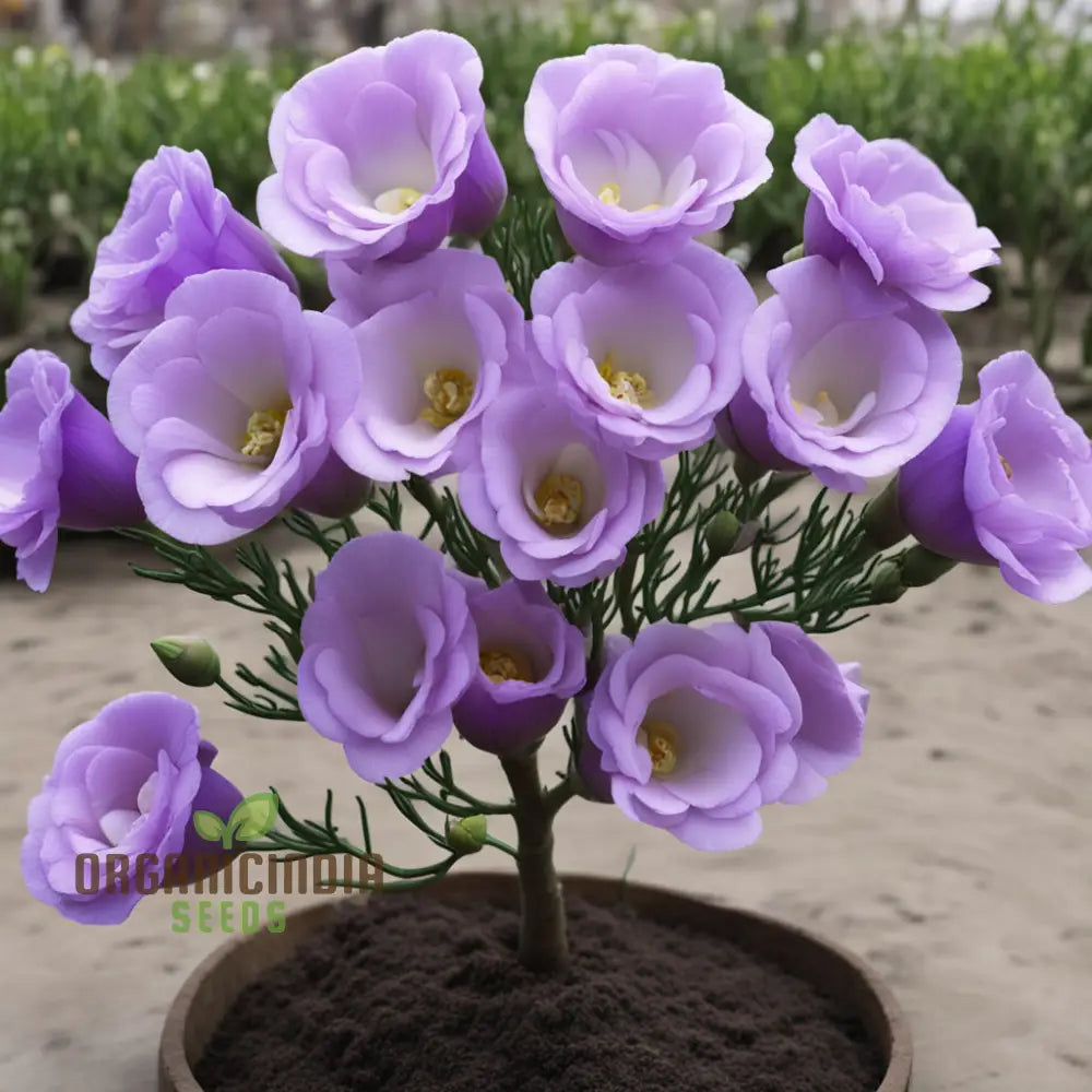 Lisianthus Flower Seeds Eustoma Grandiflorum for Garden Planting