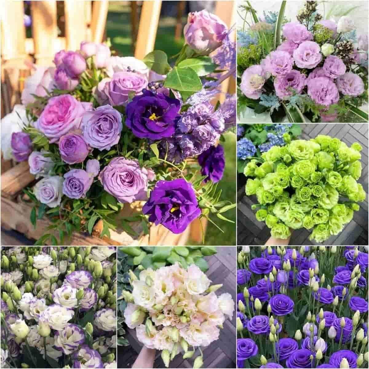 Lisianthus flower seeds for garden planting