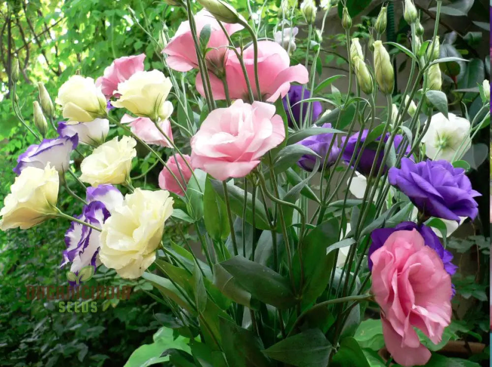Perennial Lisianthus seeds soft elegant blooms
