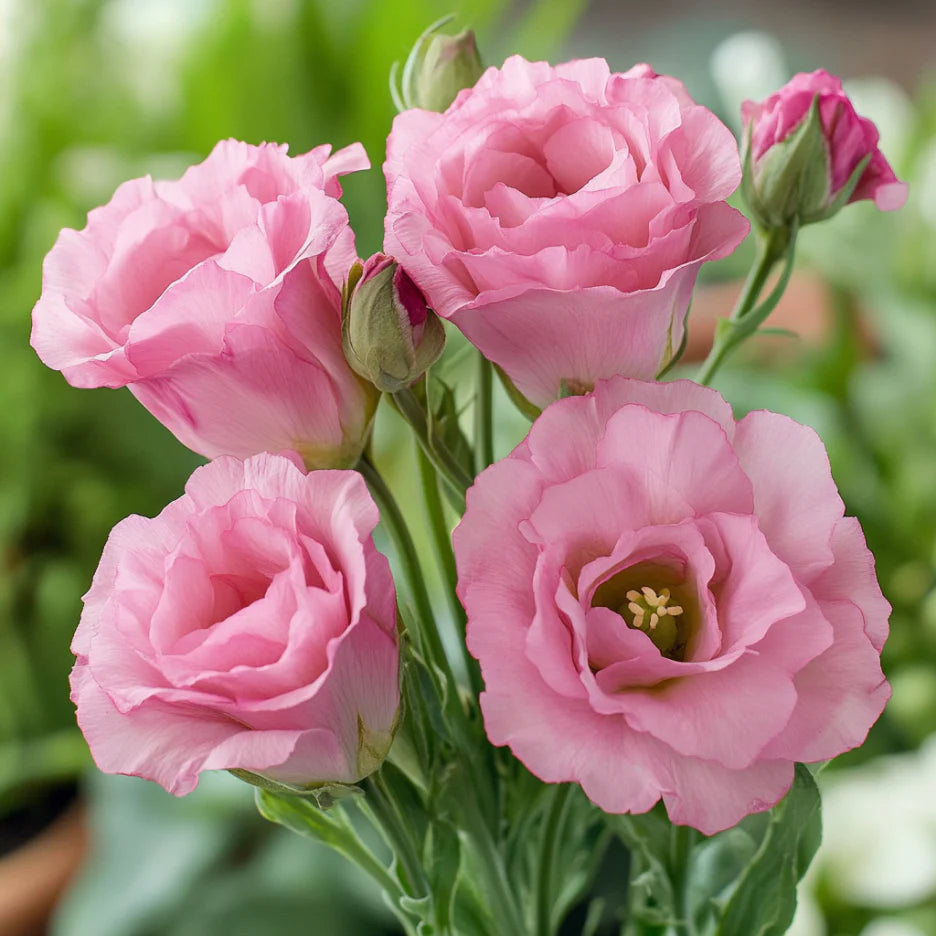 Premium Lisianthus Pink Flower Seeds for Summer Blooming
