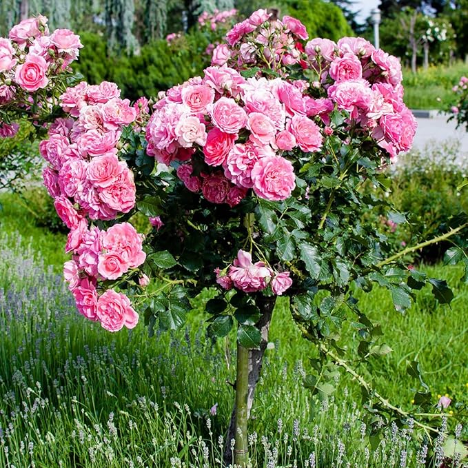 Lisianthus Pink Seeds for Flower Beds and Home Garden Flowers