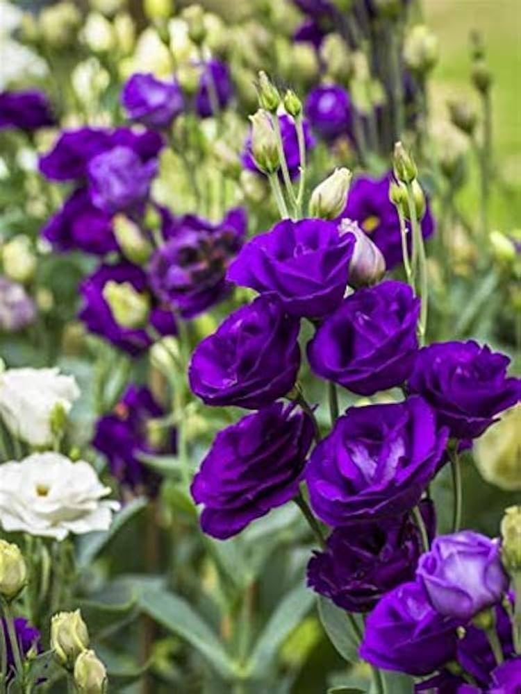 Lisianthus Purple Seeds for Cut-Flower Gardens and Bouquets
