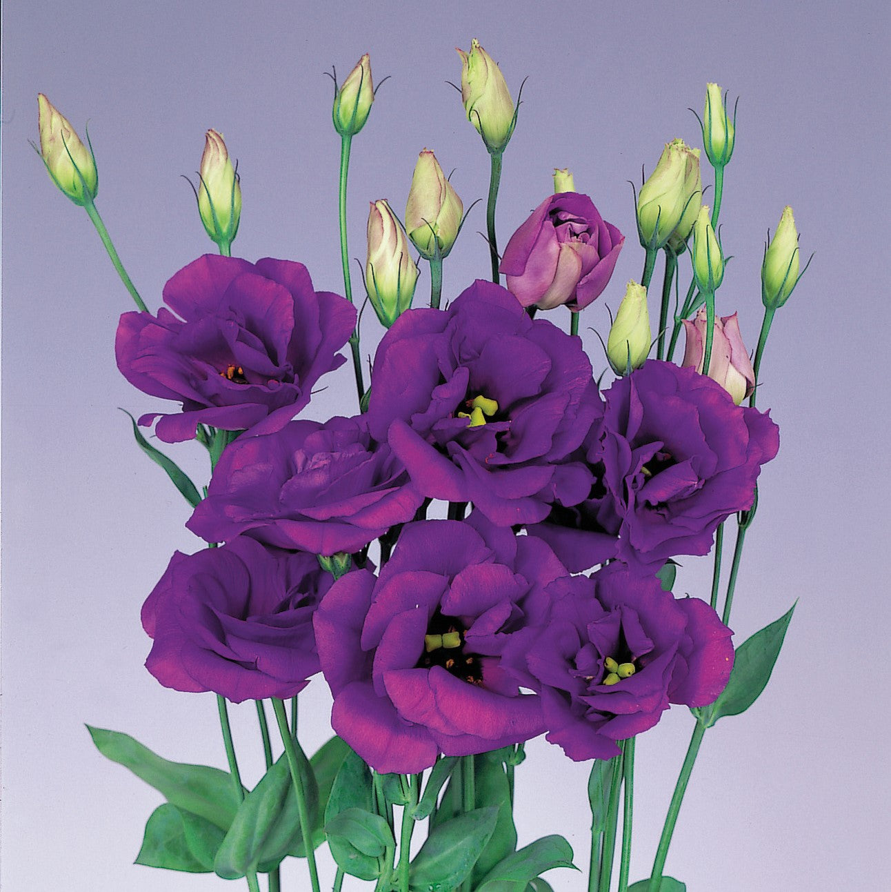 Graines de fleurs de lisianthus violet, infusez votre espace avec des teintes vibrantes d'élégance et de sophistication.