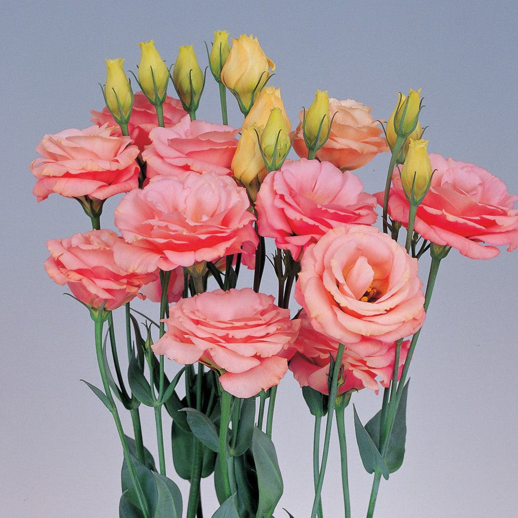 lisianthus rosita 2 apricot seeds for garden planting