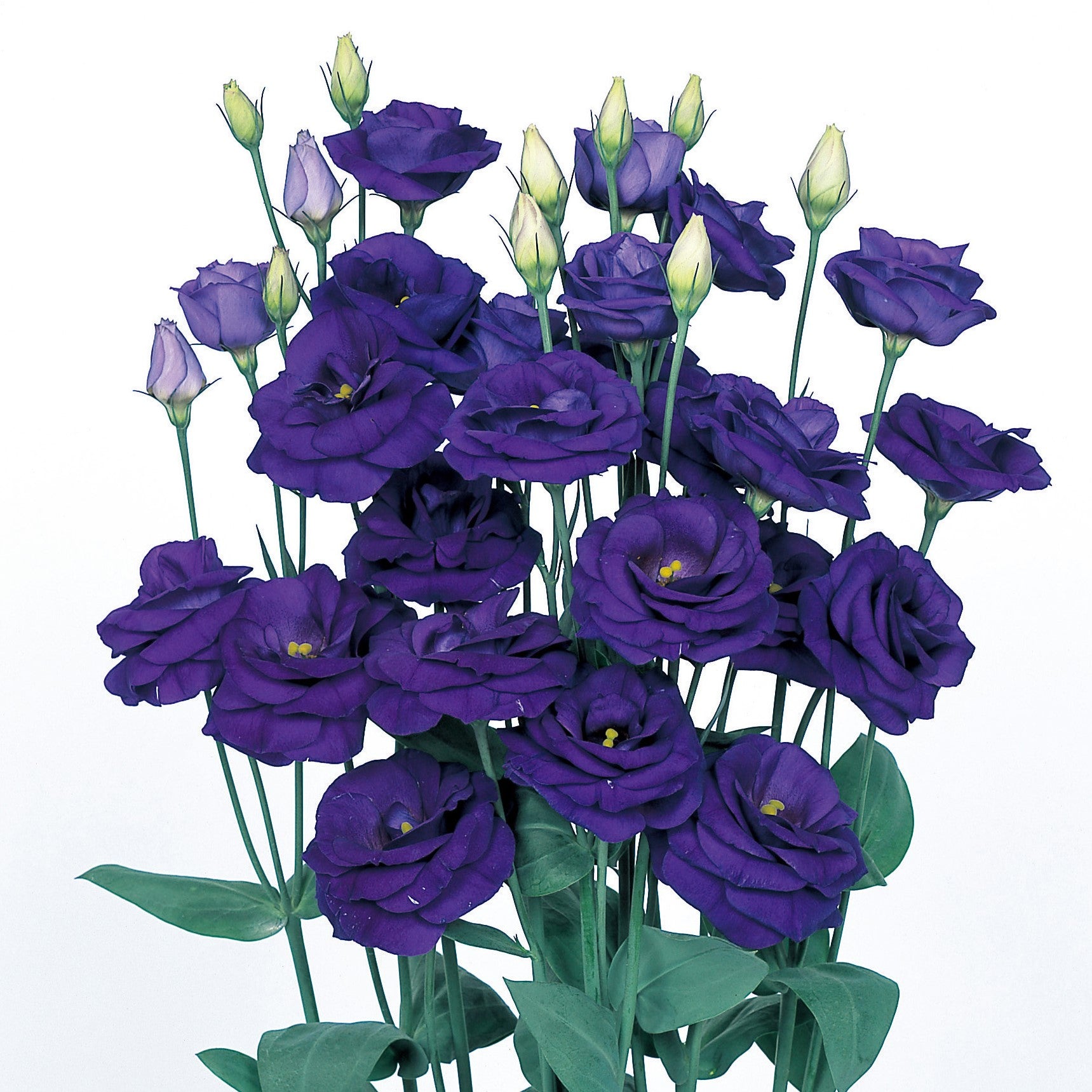 Lisianthus Rosita 2 Sapphire Seeds, Easy-to-Grow Deep Blue-Purple Flowers