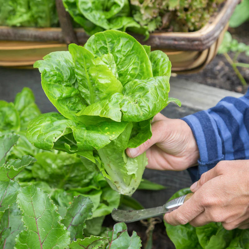 Mature Little Gem Lettuce Plant from Seeds, Crisp Tender Leaf Greens