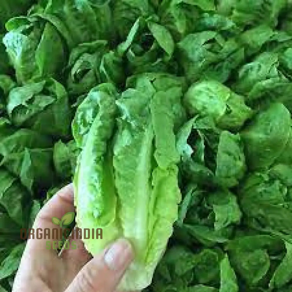 Semillas de Lechuga Little Gem para Entusiastas Vibrantes de la Jardinería  | Variedad Hereditaria para Jardines Caseros | organicindiaseeds, image size:1000x1000