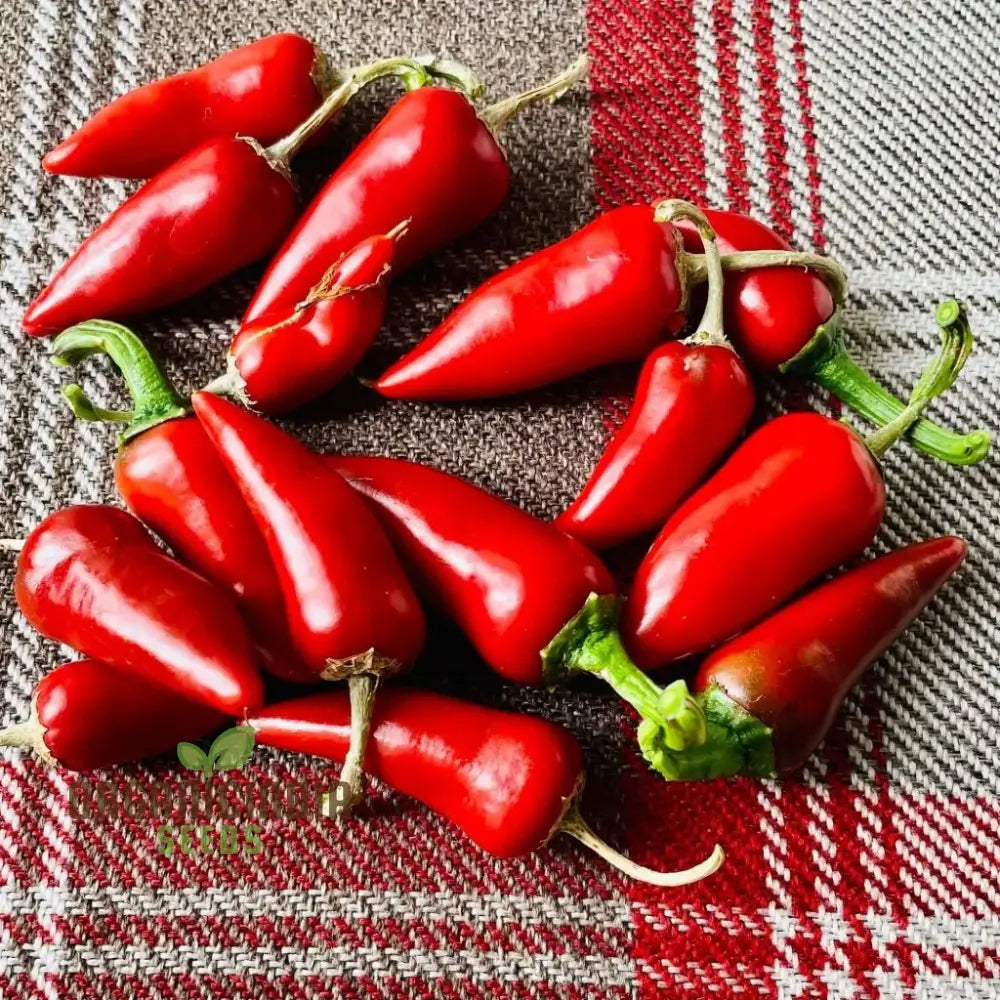 Fresh Red Little Hottie F1 Chilli Peppers from Hybrid Seeds