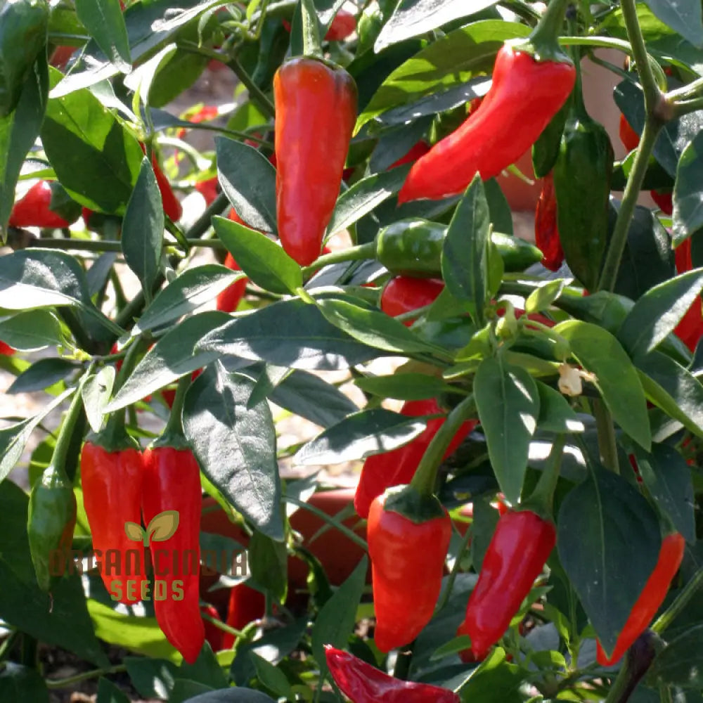 Mature Little Hottie F1 Chilli Plant with Glossy Red Peppers