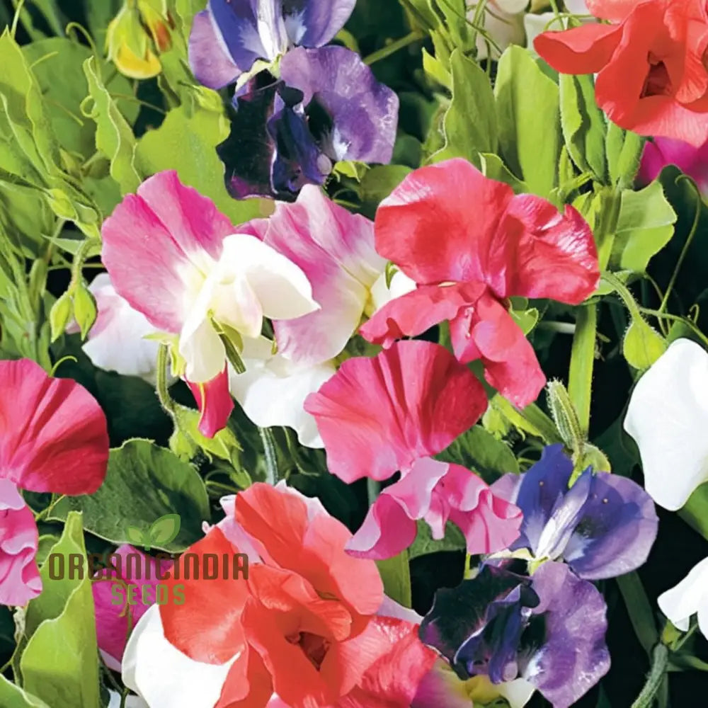Little Sweetheart sweet pea seeds compact pastel blooms