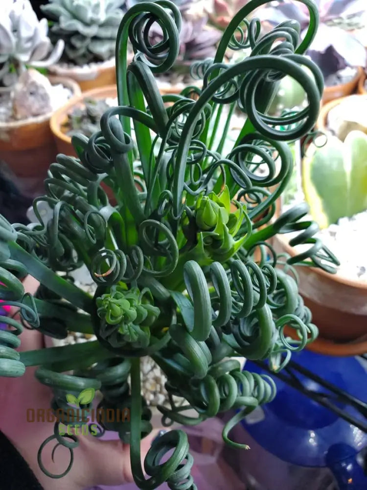 Mature Living Stones succulent plants in pot