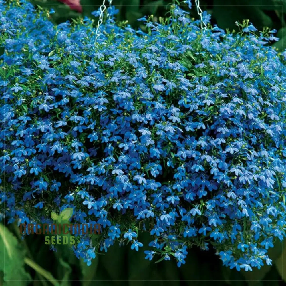 Cambridge Blue Lobelia seeds for planting garden borders