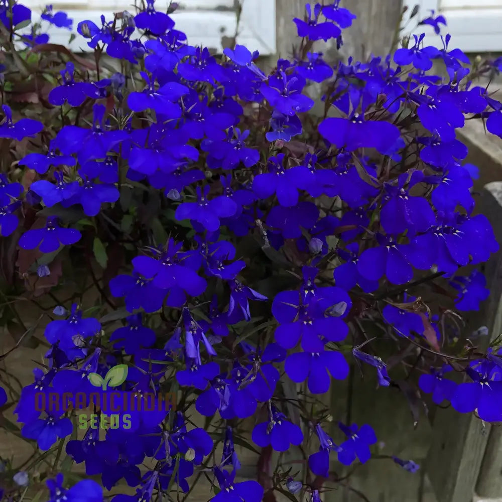 Lobelia Crystal Palace seeds deep blue flowers for borders